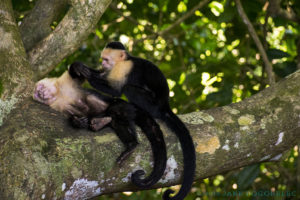 Capuchin Monkeys in Manuel Antonio